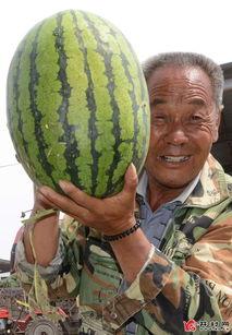 曲阳吃瓜爆料最新,揭秘娱乐圈最新热点事件