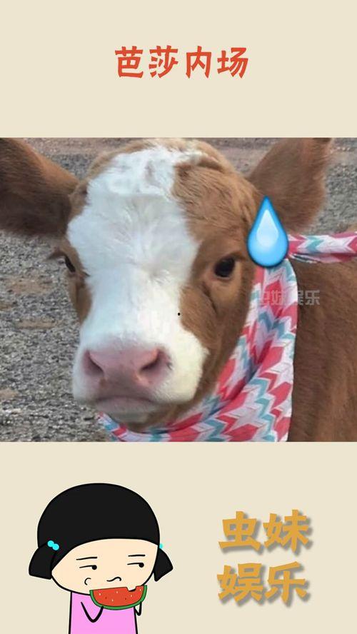 娱乐吃瓜酱章鱼,揭秘娱乐圈那些不为人知的幕后故事