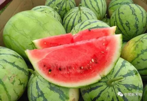 今日吃瓜51唐山,揭秘今日热点吃瓜事件背后的真相